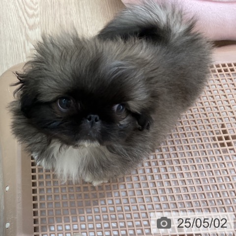 ペキニーズの写真