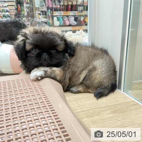 ペキニーズの写真