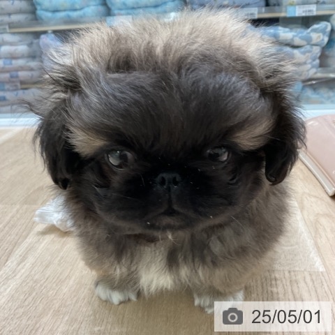 ペキニーズの写真