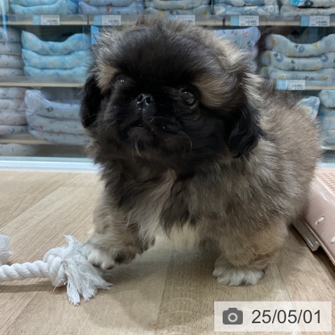 ペキニーズの写真