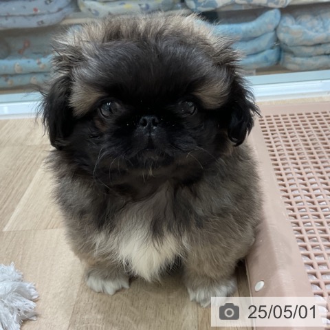 ペキニーズの写真