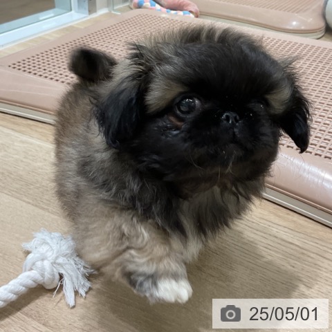 ペキニーズの写真