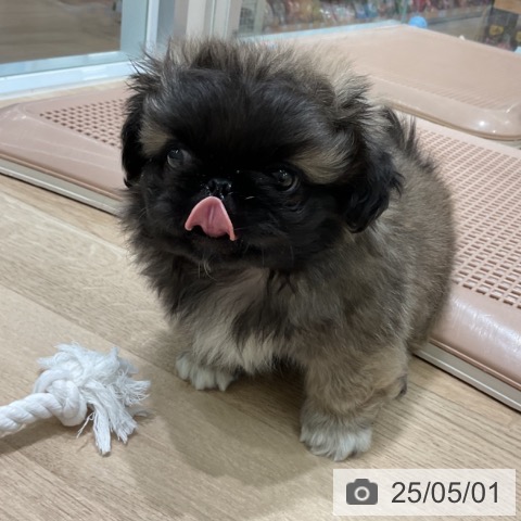 ペキニーズの写真