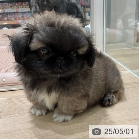 ペキニーズの写真