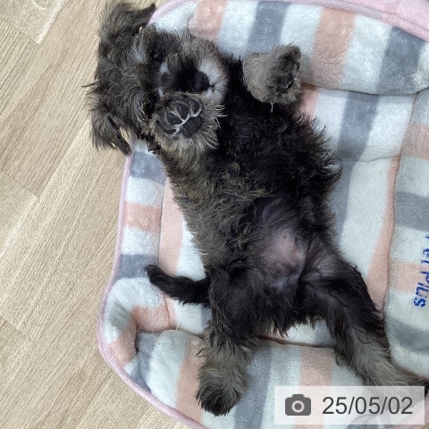 ミニチュア・シュナウザーの写真