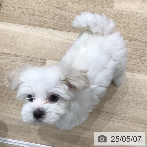 マルチーズの写真