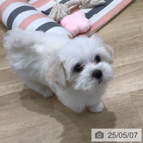 マルチーズの写真