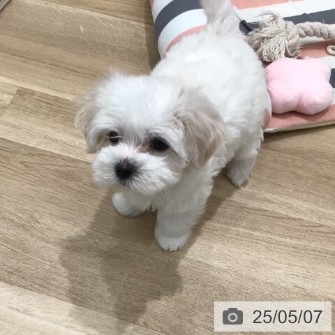 マルチーズの写真