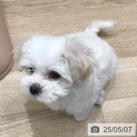 マルチーズの写真