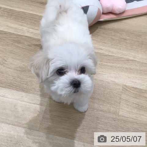 マルチーズの写真