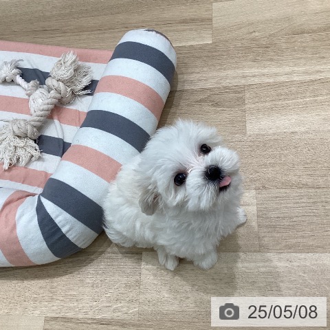 マルチーズの写真