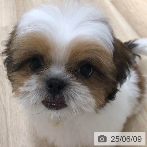 シー・ズーの写真