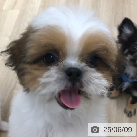 シー・ズーの写真