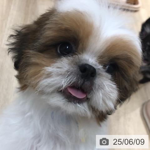 シー・ズーの写真