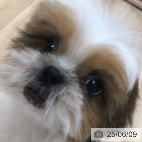 シー・ズーの写真