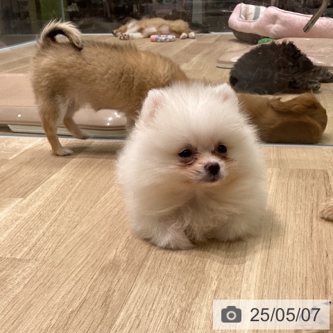 ポメラニアンの写真