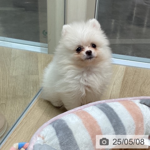 ポメラニアンの写真