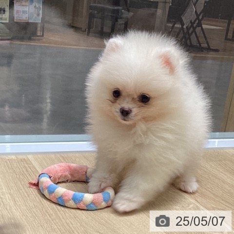 ポメラニアンの写真