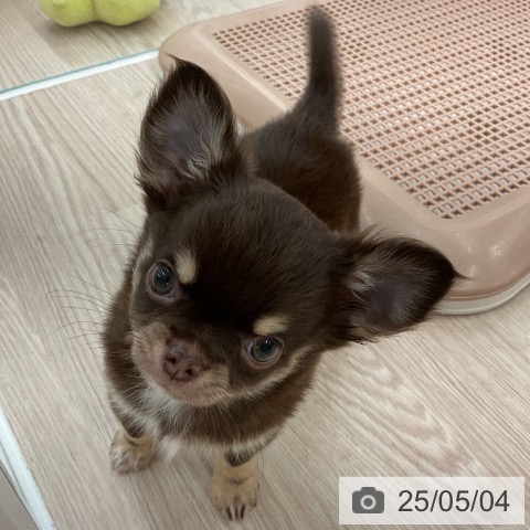 チワワの写真