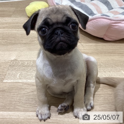 パグの写真