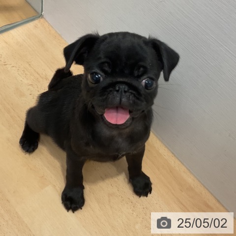 パグの写真