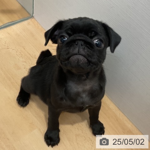 パグの写真