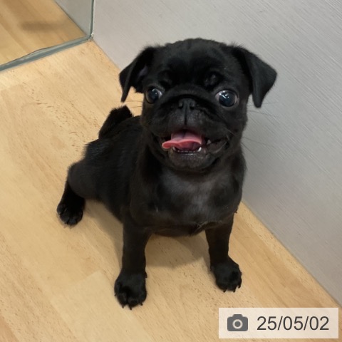 パグの写真