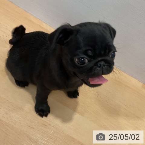 パグの写真