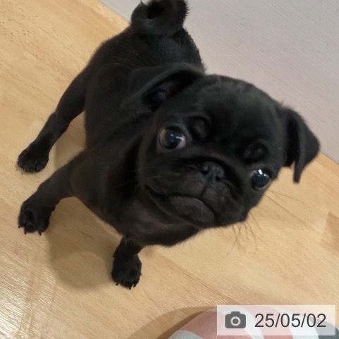 パグの写真