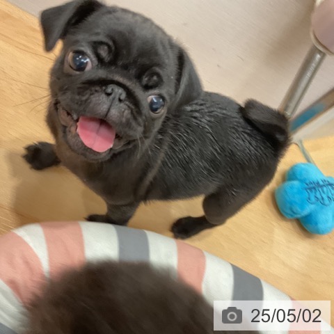 パグの写真