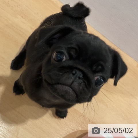 パグの写真