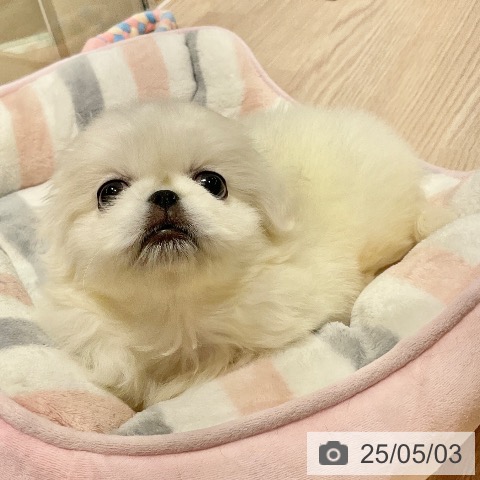 ペキニーズの写真