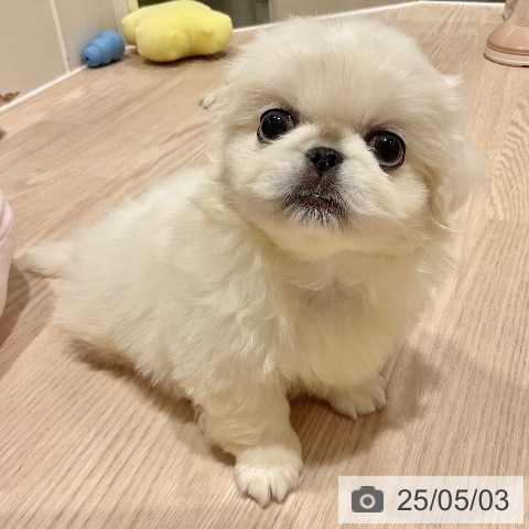 ペキニーズの写真