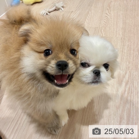 ペキニーズの写真