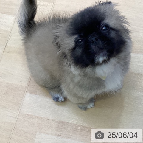 ペキニーズの写真
