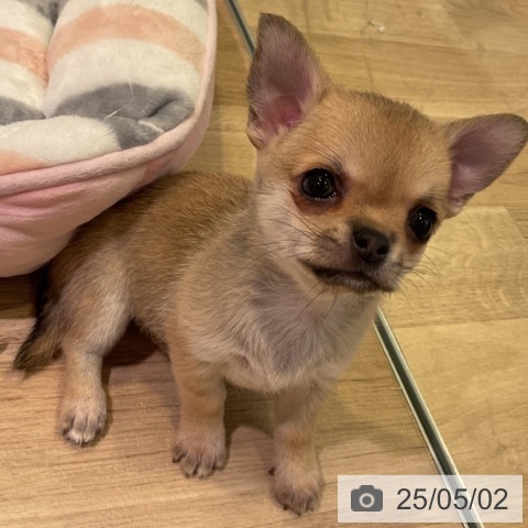 チワワの写真
