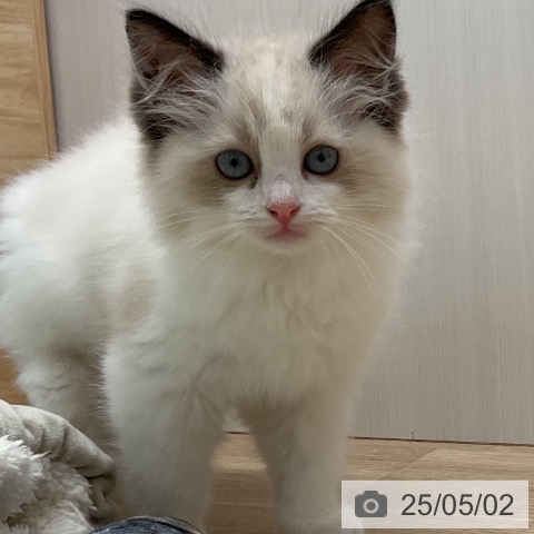 ラグドールの写真