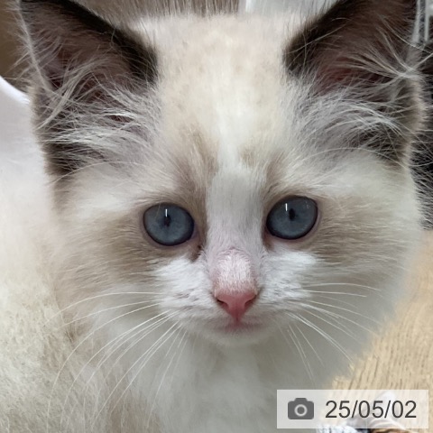 ラグドールの写真