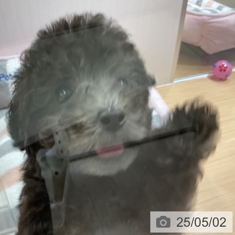 トイ・プードルの写真