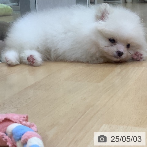 ポメラニアンの写真