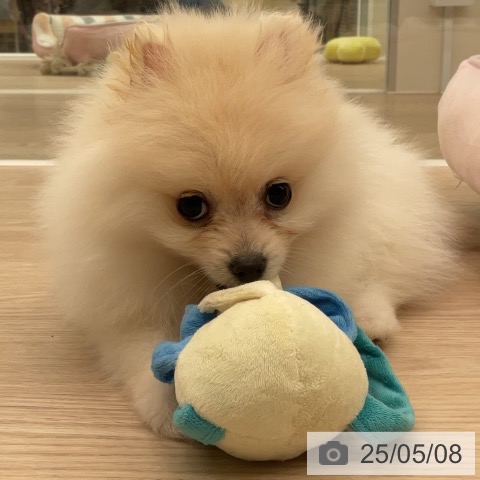 ポメラニアンの写真