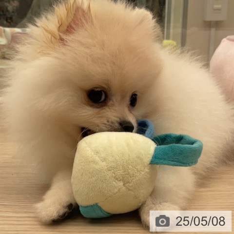 ポメラニアンの写真