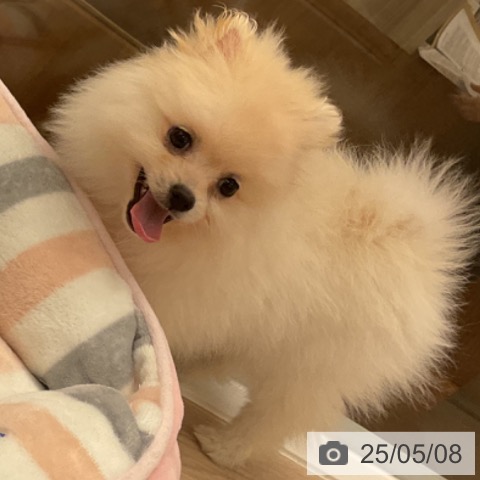 ポメラニアンの写真