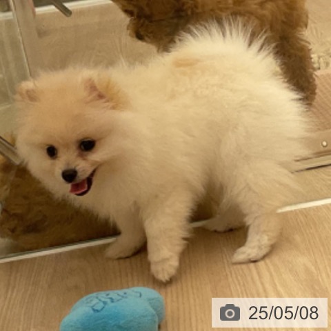 ポメラニアンの写真