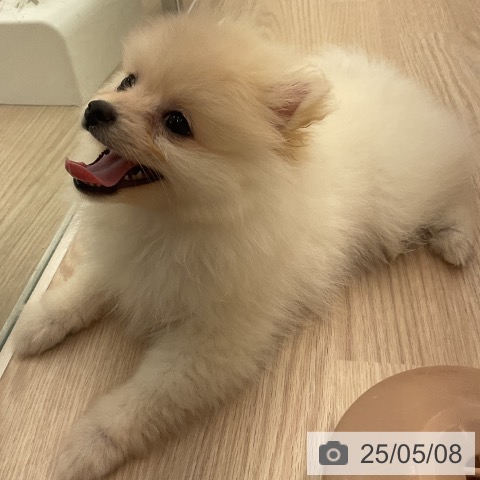 ポメラニアンの写真