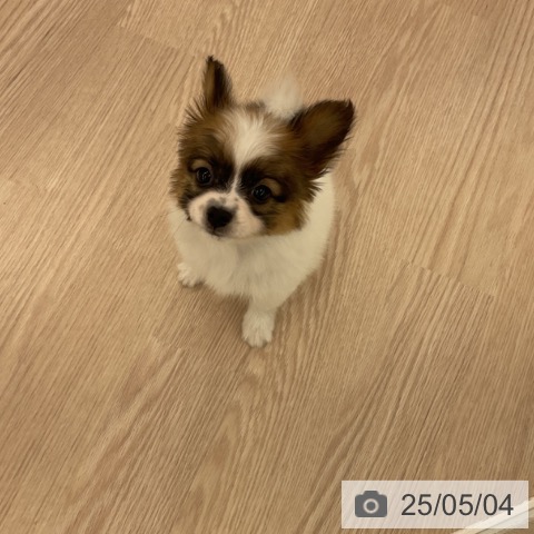 パピヨンの写真