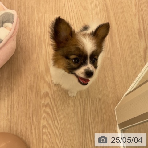 パピヨンの写真