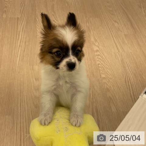 パピヨンの写真