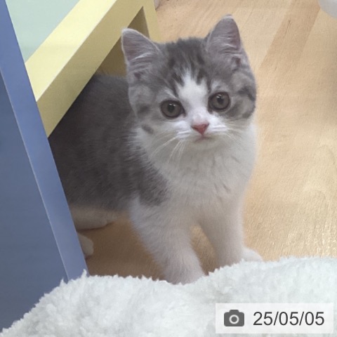スコティッシュフォールドの写真