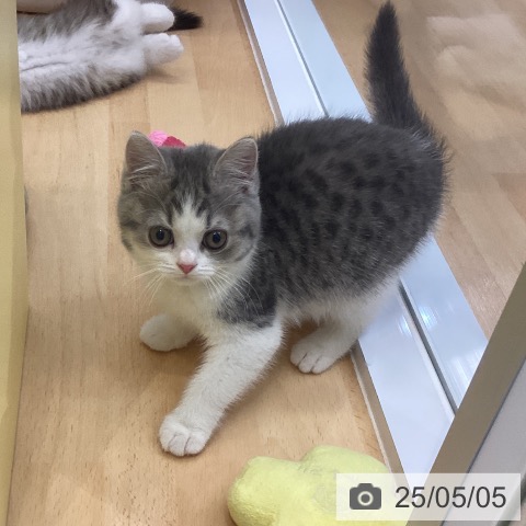 スコティッシュフォールドの写真